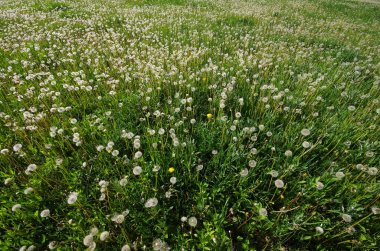 Karahindiba tohum çiçek açmış. Yemyeşil yaz bitki örtüsü.