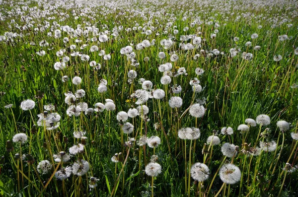 Dauw op witte paardebloemen. — Stockfoto