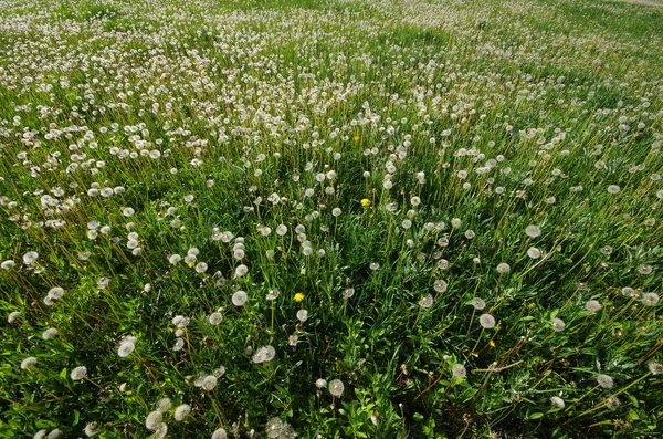 タンポポの種を開花します。緑豊かな夏の植物. — ストック写真