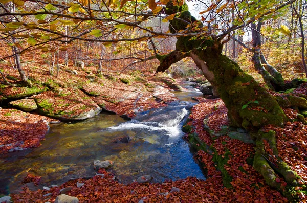 Folhas de outono caem. Fluxo de montanha . — Fotografia de Stock