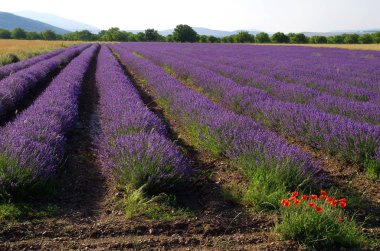 Eflatun Bloom düzeyleri.