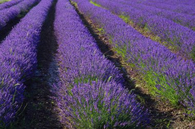 Eflatun Bloom düzeyleri.