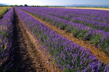 Eflatun Bloom düzeyleri.