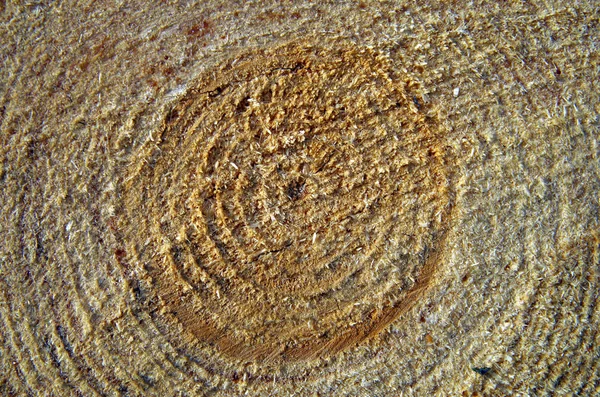 Cut by sawing pine tree. — Stock Photo, Image