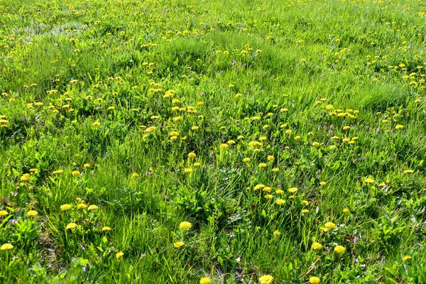 タンポポの開花で春の牧草地. — ストック写真