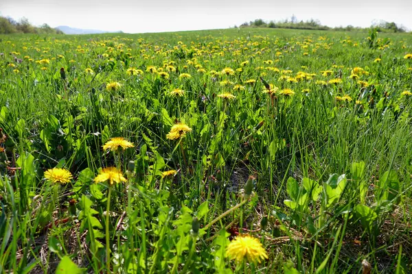 タンポポの開花で春の牧草地. — ストック写真