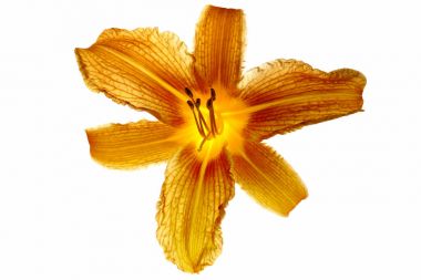 Ev bahçesinde çiçek açan krem.