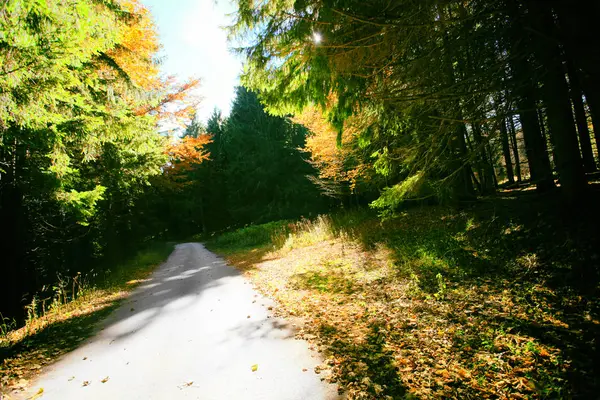 Drumul trece prin pădurea de fag de toamnă . — Fotografie, imagine de stoc