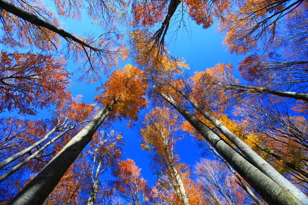 Pics de hêtre sur fond de ciel bleu . — Photo