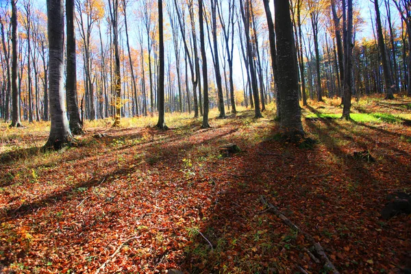 Höst i en bokskog. — Stockfoto