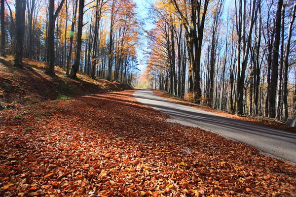 La route traverse la forêt de hêtres d'automne . — Photo