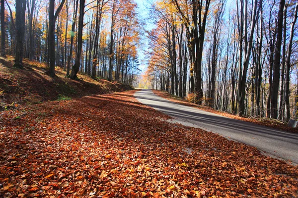 La strada passa attraverso la faggeta autunnale . — Foto Stock