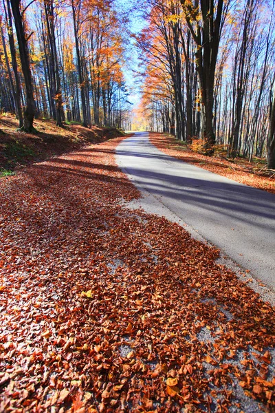 La strada passa attraverso la faggeta autunnale . — Foto Stock