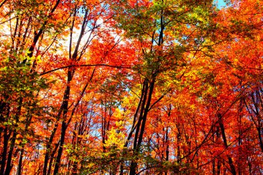 Dağ Pastoral sonbahar manzara.