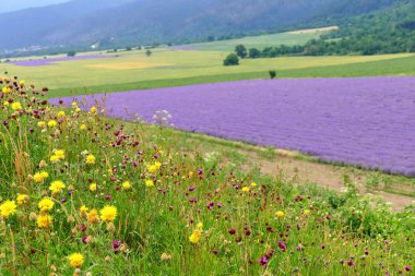 Lavanta ve olgun buğday çiçeklenme yaz manzara,