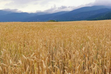 Olgun mısır hasat yaklaşıyor.