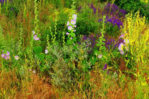 美しい野生の花と雑草. — ストック写真