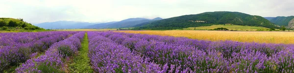 Campos de lavanda e trigo . — Fotografia de Stock