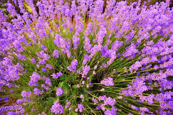 çiçekli lavende yakın çekim