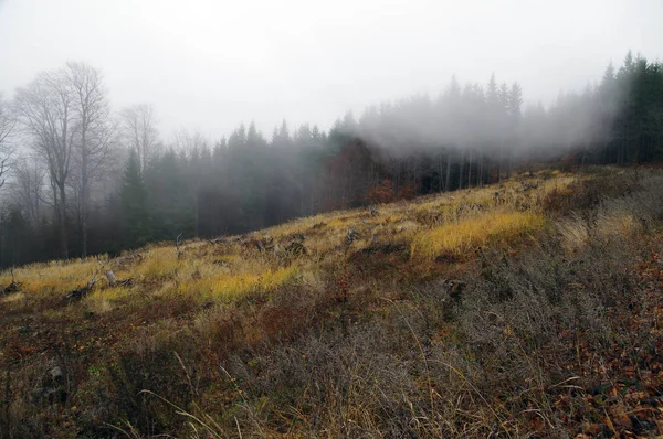 Le vent souffle une brume sur la prairie dans les bois — Photo