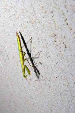 dua eden peygamber devesi duvara indi