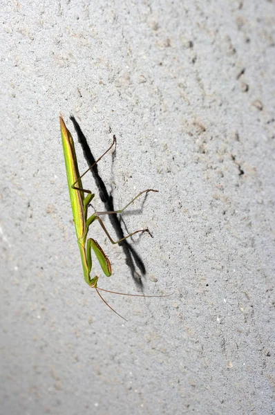 dua eden peygamber devesi duvara indi