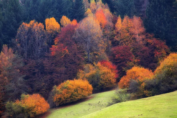 Paesaggio autunnale a Rodopi, Bulgaria. Foresta autunnale colorata . — Foto Stock