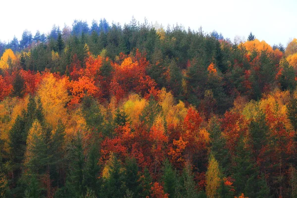 Paysage d'automne à Rodopi, Bulgarie. Forêt d'automne colorée . — Photo