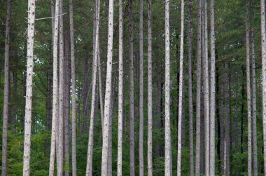 Kalın bir orman çam ağaçları yapar.