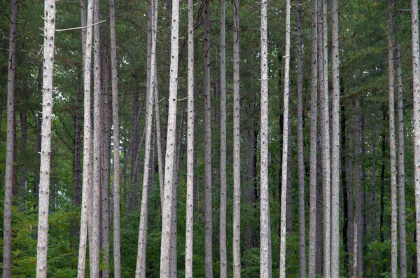 Une Forêt Épaisse Fait Des Pins — Photo