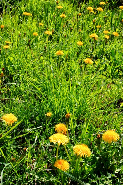 春の風景です 花タンポポの草原 — ストック写真