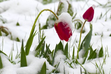 Bahar manzara. Bir çayır çiçek açması dandelions ile.