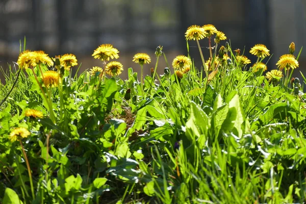 Pissenlits Fleurs Rapprochées Rétro Éclairés — Photo