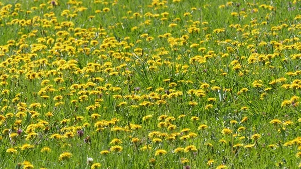 Paysage Printanier Une Prairie Avec Des Pissenlits Fleurs — Photo