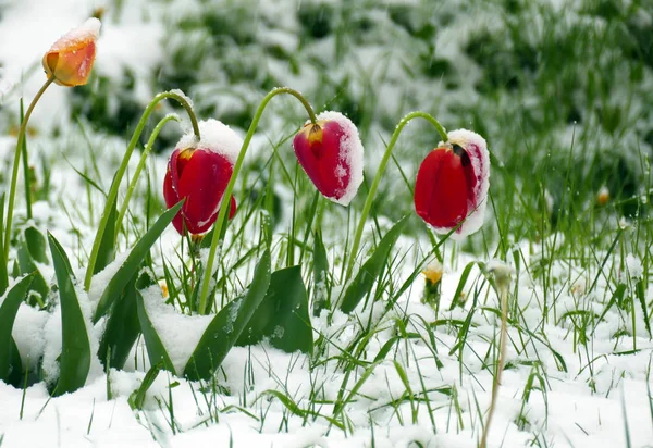 Paisagem Primavera Prado Com Dentes Leão Florescentes — Fotografia de Stock