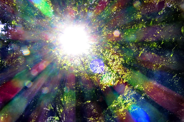 Solljuset Passerar Genom Grenarna Träden Bakgrundsbelysning Nedbrytning Ljus — Stockfoto