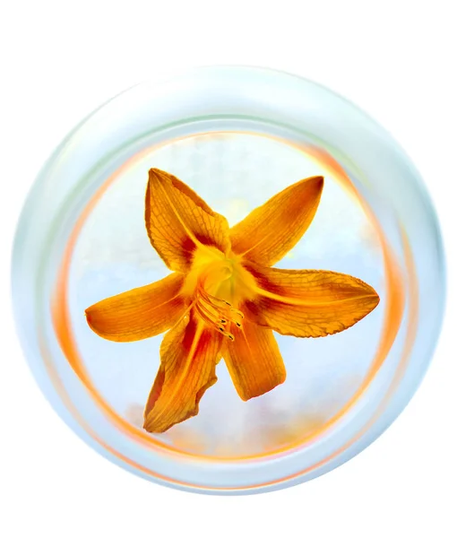 带花的抽象玻璃器皿 — 图库照片