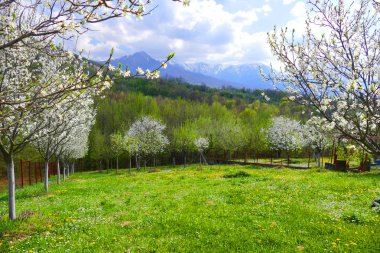 Bahar manzarası. Çiçekli erik ağaçları. Orta Balkan - Bulgaristan.