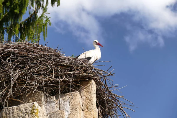Stork Has Made His Nest Monument People Remove Central Balkan — ストック写真