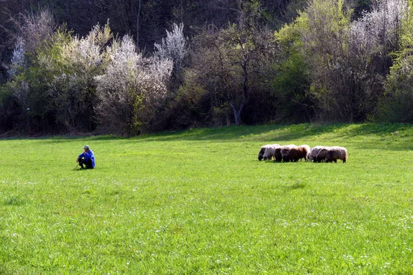 春天的风景 一群羊和牧羊人 巴尔干中部 巴尔干 保加利亚 2018 — 图库照片