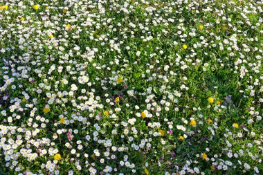 Bahar, arka plan doğa. Çim birçok vahşi margarita çiçeklenme.