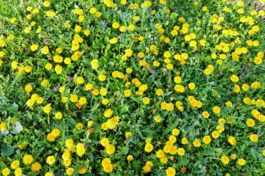Bahar, arka plan doğa. Birçok çiçek açan dandelions ile çimen.
