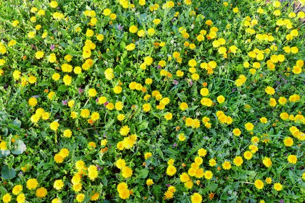 Lente Achtergrond Aard Gras Met Veel Bloeiende Paardebloemen — Stockfoto