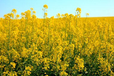 Tarım manzara. Çiçek açan kanola bir alan. Tuna düz Bulgaristan.