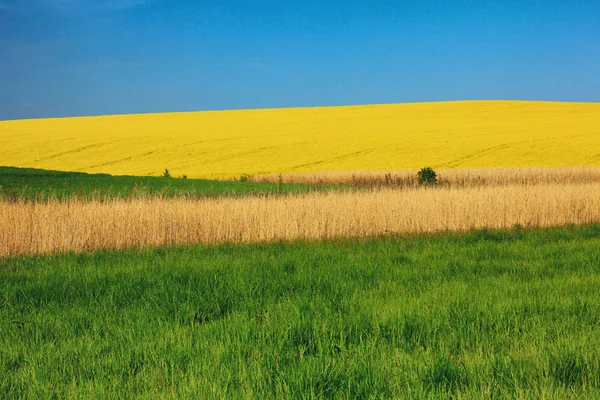 Agrarlandschaft Ein Feld Mit Blühendem Raps Danubische Tiefebene — Stockfoto