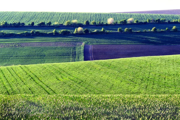 Terreno Agricolo Una Varietà Colture Bellissimo Paesaggio Verde — Foto Stock