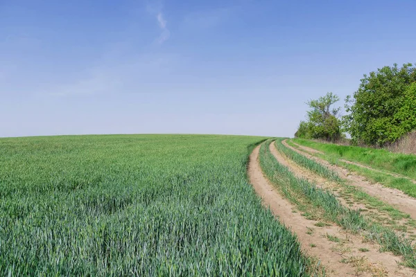 Uma Estrada Terra Longo Campo Trigo Jovem Paisagem Primavera — Fotografia de Stock