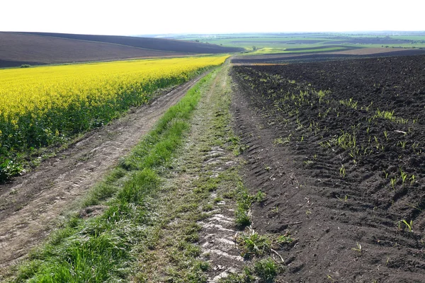 Chemin Terre Entre Les Niveaux Viol Maïs — Photo