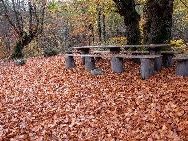 Bulgaristan 'ın Stara Planina kentinde piknik yeri. Sonbahar, Kasım. Asırlık ağaçlardan dökülen yapraklar zemini kapladı. Ahşap ilkel masa ve banklar.