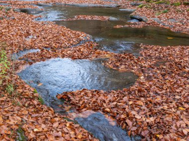 Bulgaristan 'ın Balkan Dağları' ndaki sonbahar ormanı. Kasım. Asırlık ağaçların yaprakları toprağı kapladı..
